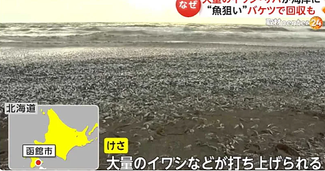 核废水报应来了？ 上千吨死鱼冲上日本海岸，尸体绵延1公里 触目惊心！（组图） - 7