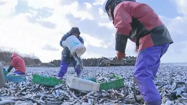 核废水报应来了？ 上千吨死鱼冲上日本海岸，尸体绵延1公里 触目惊心！（组图） - 15