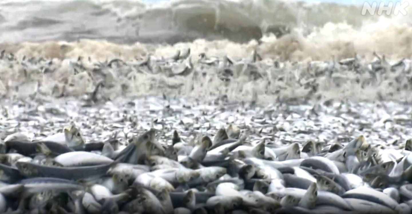 北海道数以吨计死鱼冲上岸，铺满1公里海滩，老渔民：从没见过（组图） - 2