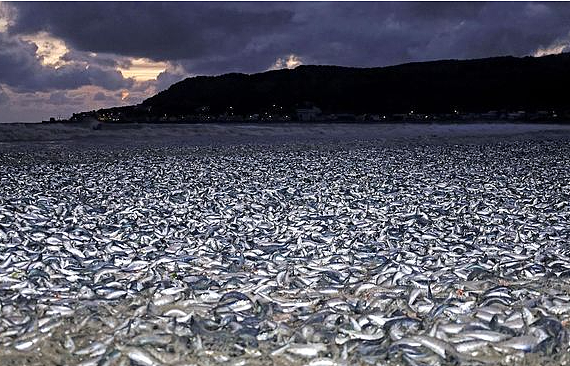 核废水报应来了？ 上千吨死鱼冲上日本海岸，尸体绵延1公里 触目惊心！（组图） - 9