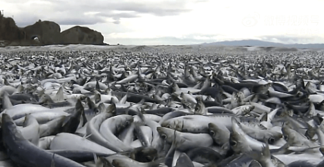 可怕！上千吨死鱼冲上日本海岸，尸体绵延1公里！民众忧心与核废水有关（组图） - 6