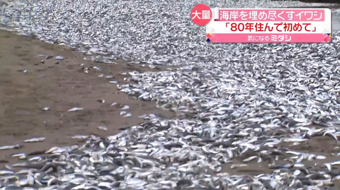 北海道数以吨计死鱼冲上岸，铺满1公里海滩，老渔民：从没见过（组图） - 6