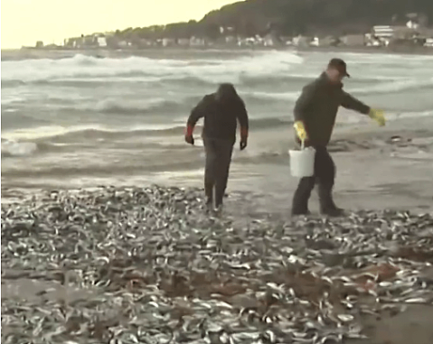 可怕！上千吨死鱼冲上日本海岸，尸体绵延1公里！民众忧心与核废水有关（组图） - 14