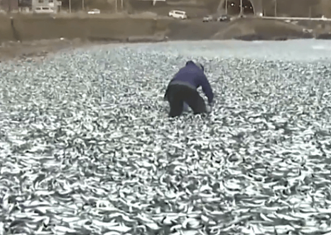核废水报应来了？ 上千吨死鱼冲上日本海岸，尸体绵延1公里 触目惊心！（组图） - 13