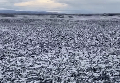可怕！上千吨死鱼冲上日本海岸，尸体绵延1公里！民众忧心与核废水有关（组图） - 3