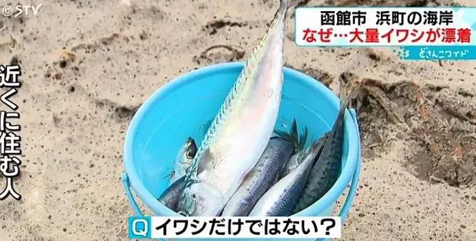 可怕！上千吨死鱼冲上日本海岸，尸体绵延1公里！民众忧心与核废水有关（组图） - 11