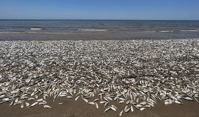 可怕！上千吨死鱼冲上日本海岸，尸体绵延1公里！民众忧心与核废水有关（组图） - 10
