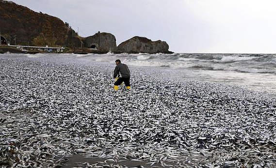 核废水报应来了？ 上千吨死鱼冲上日本海岸，尸体绵延1公里 触目惊心！（组图） - 12