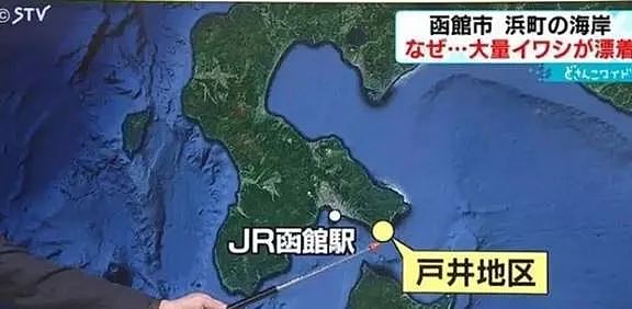 核废水报应来了？ 上千吨死鱼冲上日本海岸，尸体绵延1公里 触目惊心！（组图） - 4