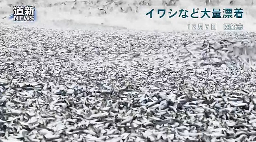 核废水报应来了？ 上千吨死鱼冲上日本海岸，尸体绵延1公里 触目惊心！（组图） - 5