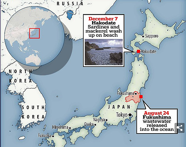 核废水报应来了？ 上千吨死鱼冲上日本海岸，尸体绵延1公里 触目惊心！（组图） - 18