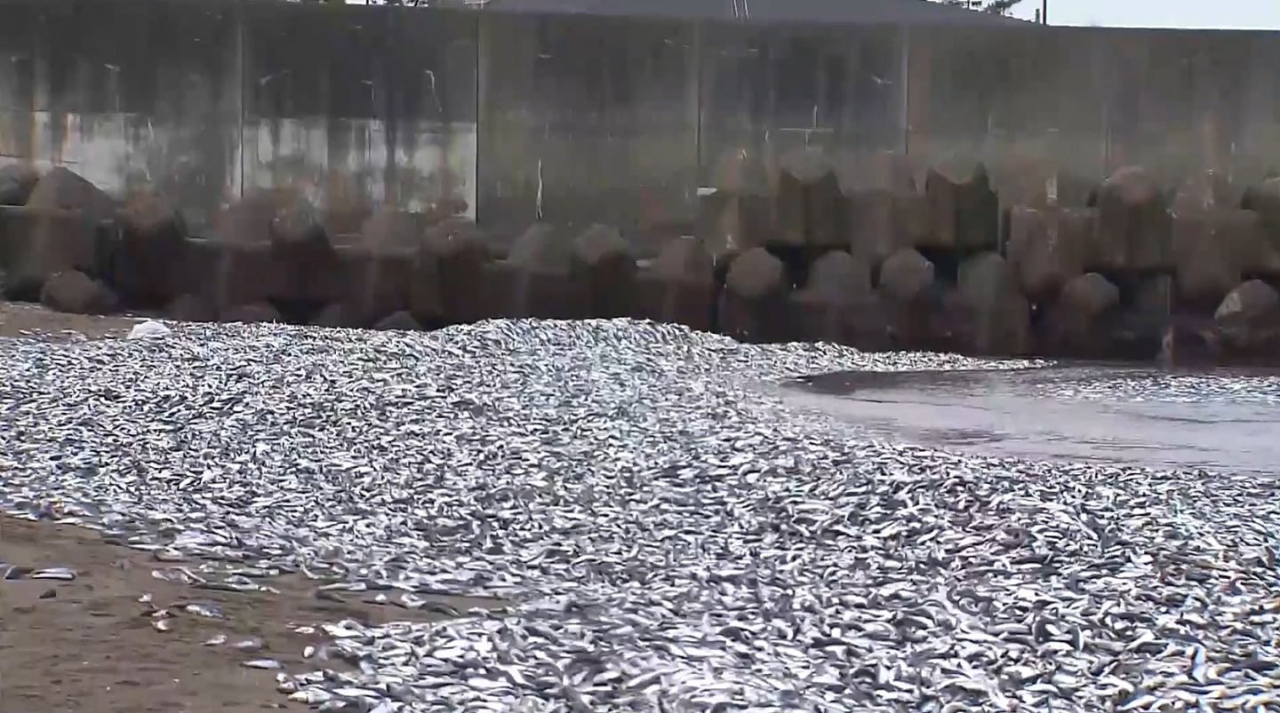 北海道数以吨计死鱼冲上岸，铺满1公里海滩，老渔民：从没见过（组图） - 5