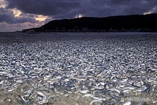 日本海岸上千吨沙丁鱼离奇死亡！网友：真跟核污水无关？（组图） - 7