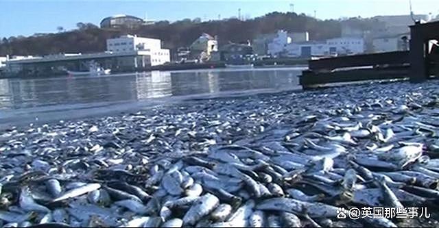 日本海岸上千吨沙丁鱼离奇死亡！网友：真跟核污水无关？（组图） - 16