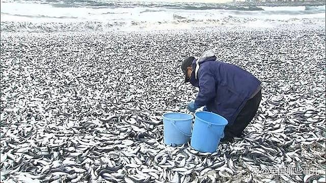 日本海岸上千吨沙丁鱼离奇死亡！网友：真跟核污水无关？（组图） - 6