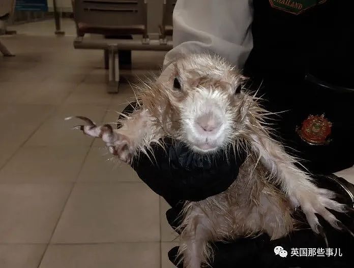 台湾小哥下面异常大，海关起疑检查，竟从他裤裆里掏出2只水獭，1只土拨鼠....（组图） - 7