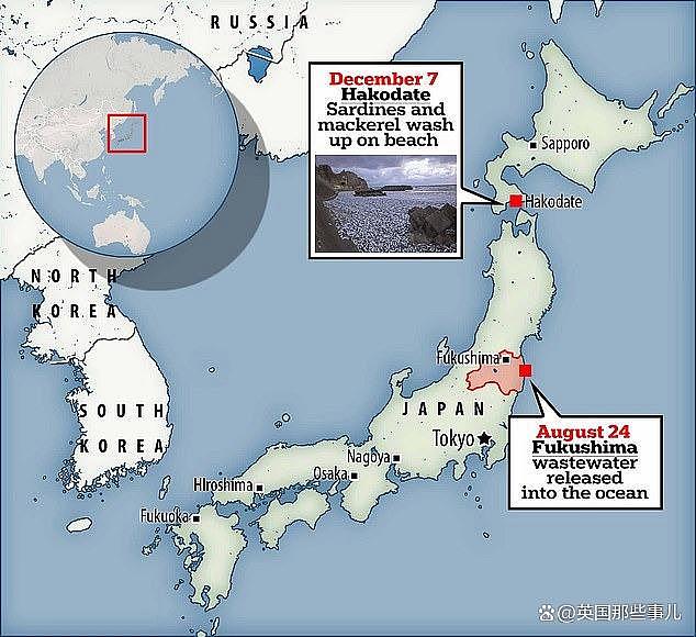 日本海岸上千吨沙丁鱼离奇死亡！网友：真跟核污水无关？（组图） - 2