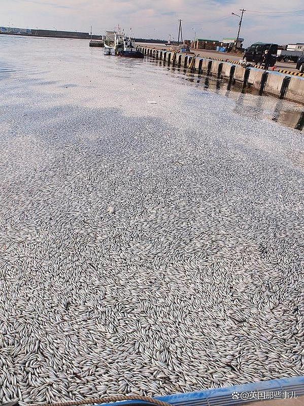 日本海岸上千吨沙丁鱼离奇死亡！网友：真跟核污水无关？（组图） - 17