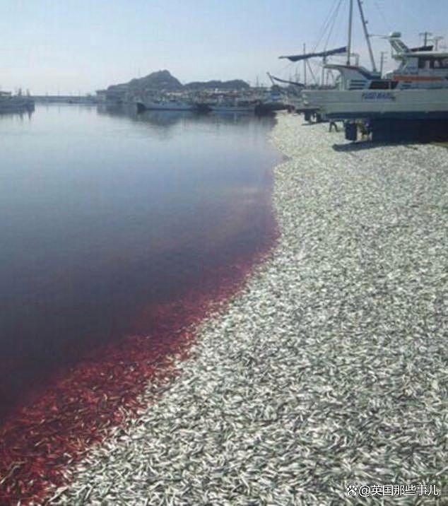 日本海岸上千吨沙丁鱼离奇死亡！网友：真跟核污水无关？（组图） - 13