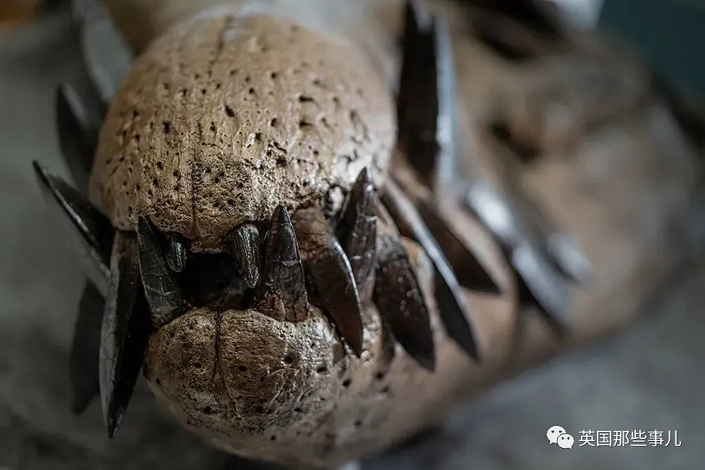 英国挖出了“水下霸王龙“头骨化石？2米大头，3只眼睛，130颗尖牙，太可怕（组图） - 9