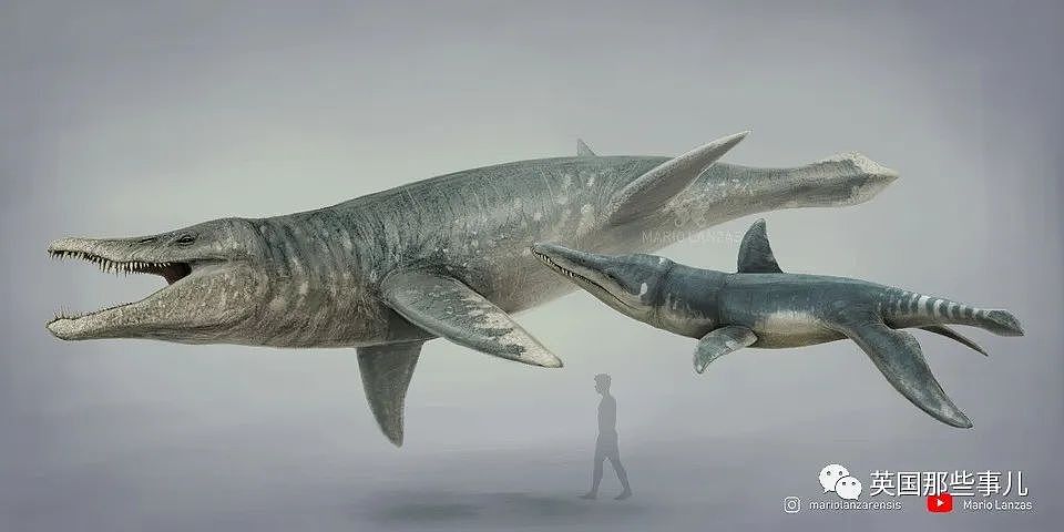 英国挖出了“水下霸王龙“头骨化石？2米大头，3只眼睛，130颗尖牙，太可怕（组图） - 6