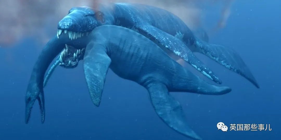 英国挖出了“水下霸王龙“头骨化石？2米大头，3只眼睛，130颗尖牙，太可怕（组图） - 11