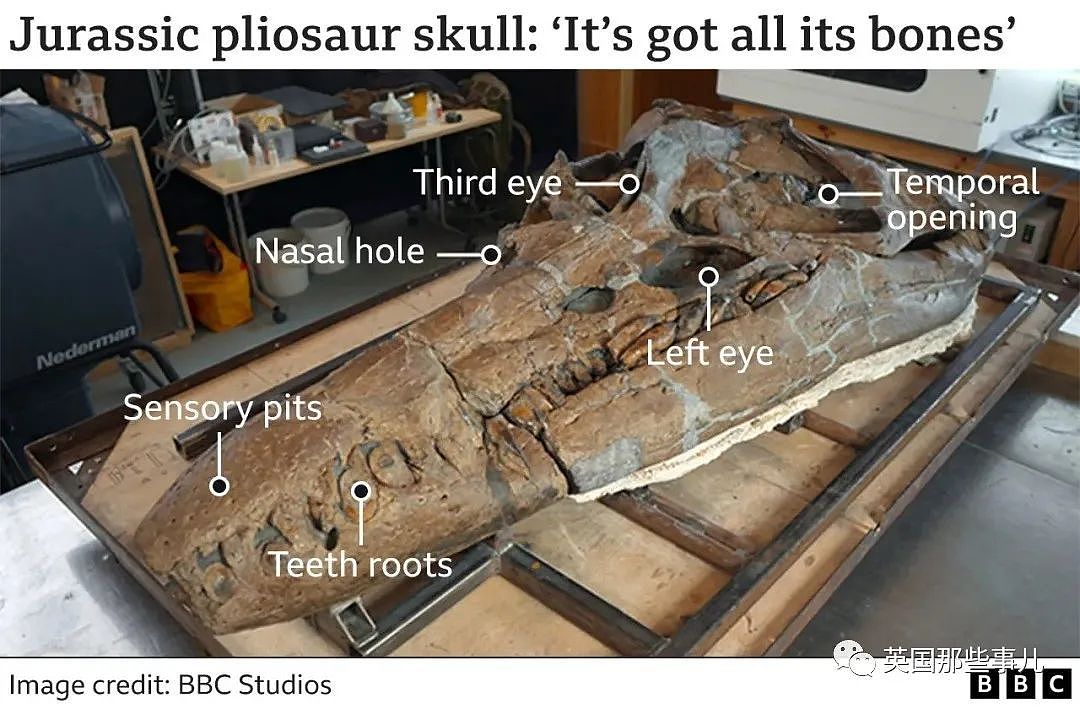 英国挖出了“水下霸王龙“头骨化石？2米大头，3只眼睛，130颗尖牙，太可怕（组图） - 10