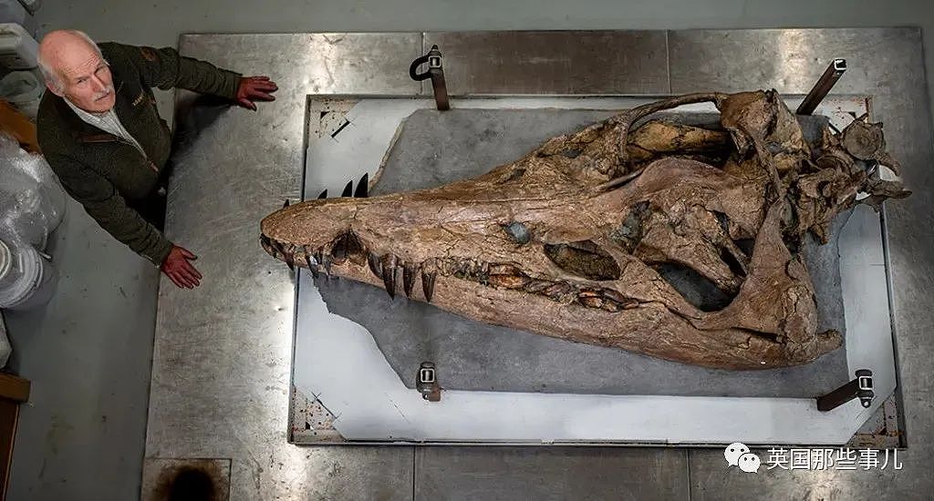 英国挖出了“水下霸王龙“头骨化石？2米大头，3只眼睛，130颗尖牙，太可怕（组图） - 4