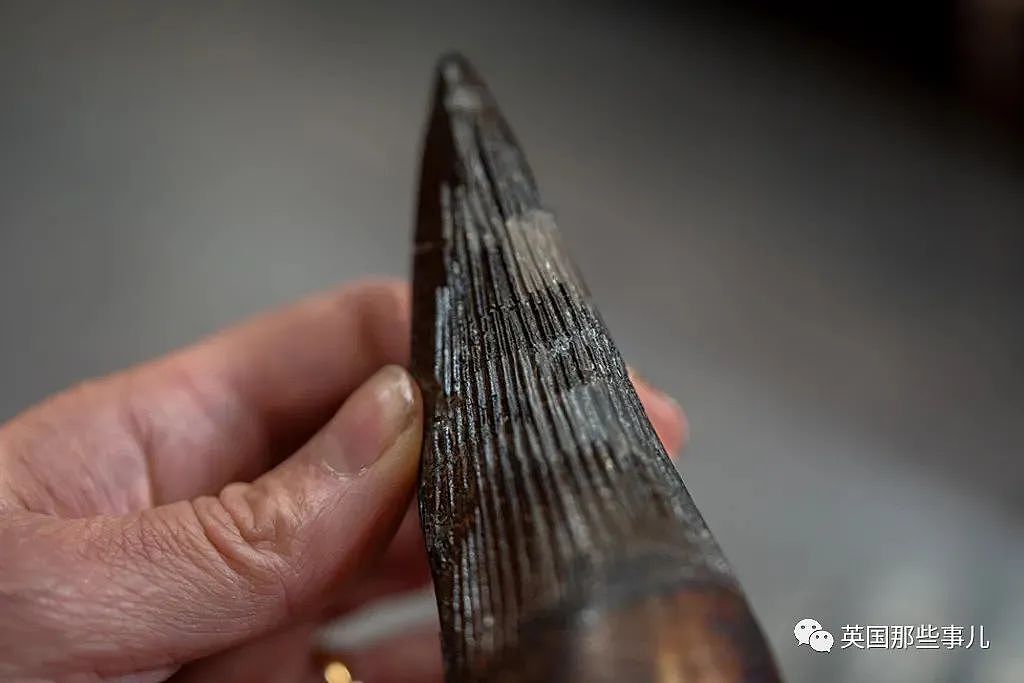 英国挖出了“水下霸王龙“头骨化石？2米大头，3只眼睛，130颗尖牙，太可怕（组图） - 7