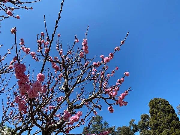 十万外国学生或将无法来到澳洲或被迫回国，中国解除对澳洲三家屠宰场禁令，澳股创三个月新高！中国高净值人群黄金投资需求报告出台 - 21