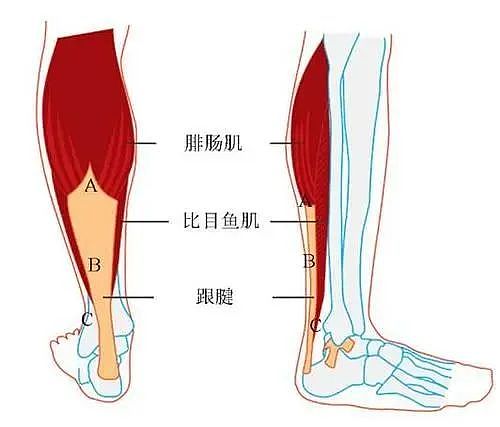 抖腿，原来是个血管保护动作（组图） - 3