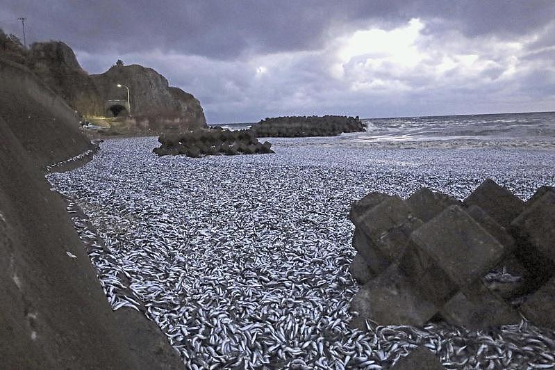 继北海道后，日本三重县渔港岸边也出现大量鱼尸（图） - 1