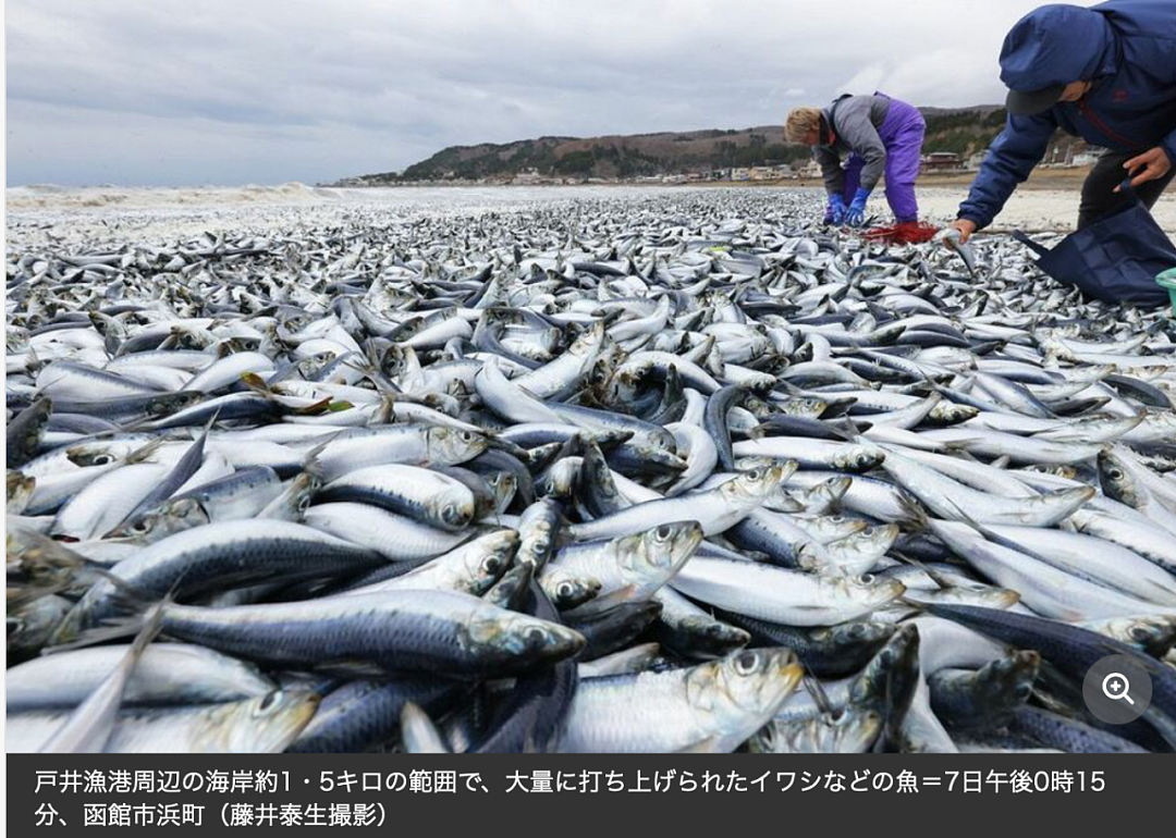 日本又曝千吨“死鱼尸潮”涌向海岸，英媒称与核污水有关，日本人破大防：假新闻（组图） - 6