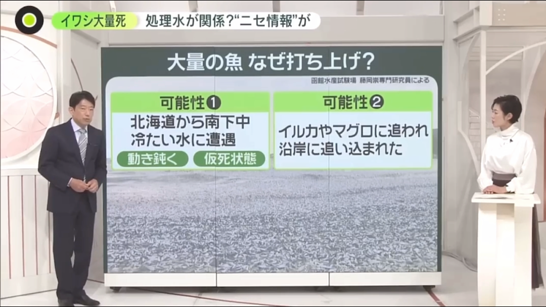 日本又曝千吨“死鱼尸潮”涌向海岸，英媒称与核污水有关，日本人破大防：假新闻（组图） - 24