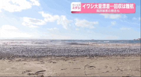 日本又曝千吨“死鱼尸潮”涌向海岸，英媒称与核污水有关，日本人破大防：假新闻（组图） - 4