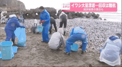 日本又曝千吨“死鱼尸潮”涌向海岸，英媒称与核污水有关，日本人破大防：假新闻（组图） - 8