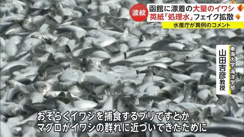 日本又曝千吨“死鱼尸潮”涌向海岸，英媒称与核污水有关，日本人破大防：假新闻（组图） - 2