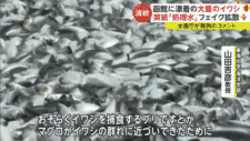 日本又曝千吨“死鱼尸潮”涌向海岸，英媒称与核污水有关，日本人破大防：假新闻（组图）