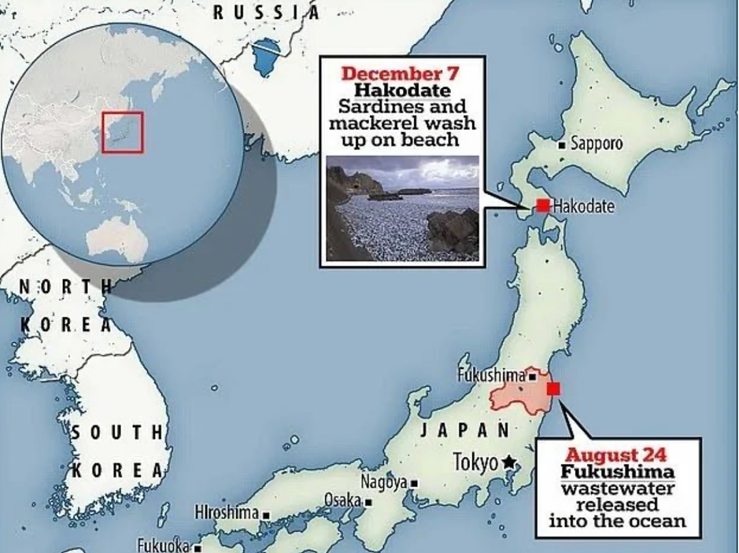 日本又曝千吨“死鱼尸潮”涌向海岸，英媒称与核污水有关，日本人破大防：假新闻（组图） - 12