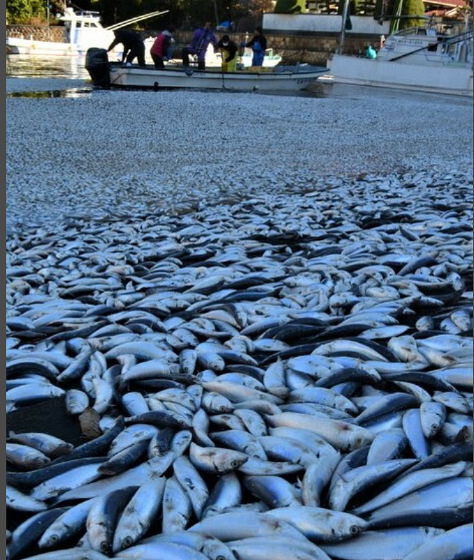 日本又曝千吨“死鱼尸潮”涌向海岸，英媒称与核污水有关，日本人破大防：假新闻（组图） - 27