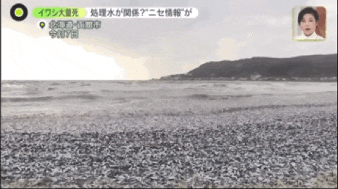 日本又曝千吨“死鱼尸潮”涌向海岸，英媒称与核污水有关，日本人破大防：假新闻（组图） - 3