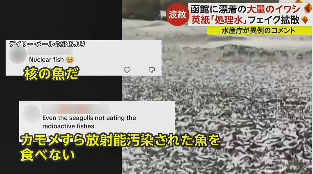 日本又曝千吨“死鱼尸潮”涌向海岸，英媒称与核污水有关，日本人破大防：假新闻（组图） - 13