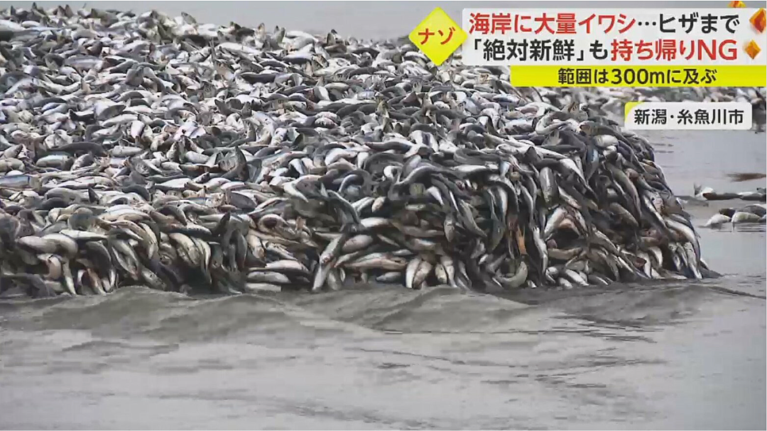 日本又曝千吨“死鱼尸潮”涌向海岸，英媒称与核污水有关，日本人破大防：假新闻（组图） - 25