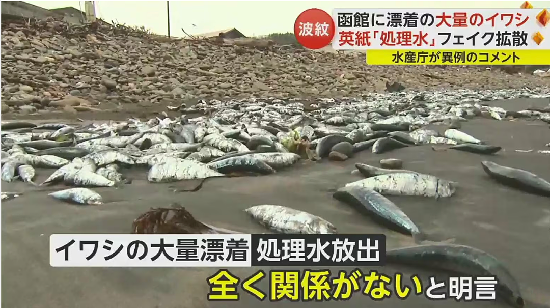 日本又曝千吨“死鱼尸潮”涌向海岸，英媒称与核污水有关，日本人破大防：假新闻（组图） - 28