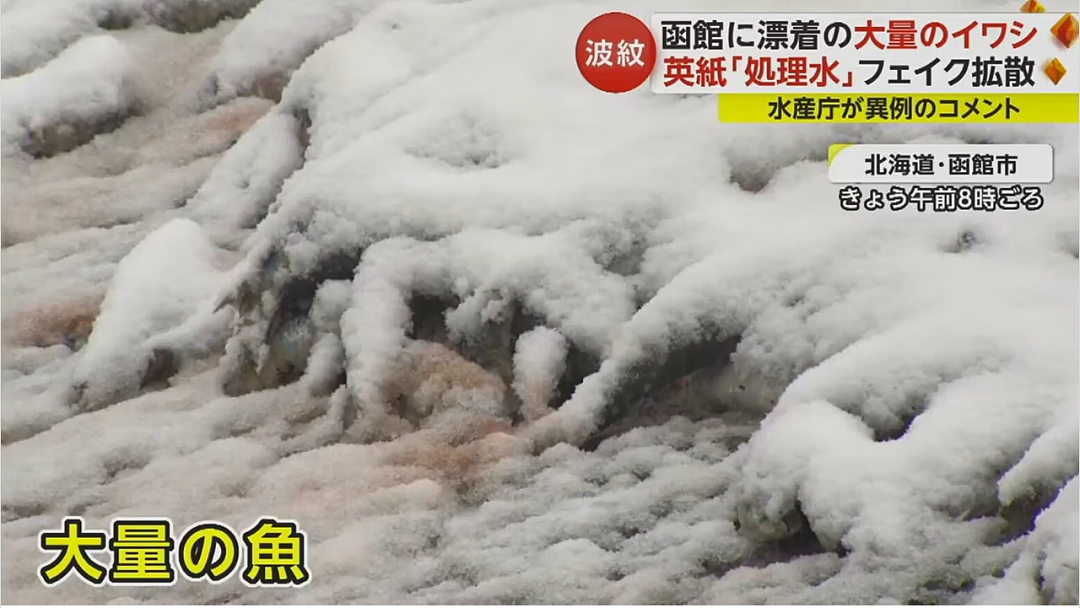 日本又曝千吨“死鱼尸潮”涌向海岸，英媒称与核污水有关，日本人破大防：假新闻（组图） - 21