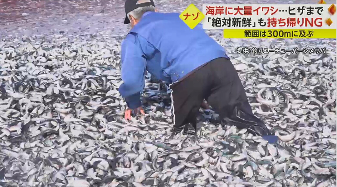 日本又曝千吨“死鱼尸潮”涌向海岸，英媒称与核污水有关，日本人破大防：假新闻（组图） - 26