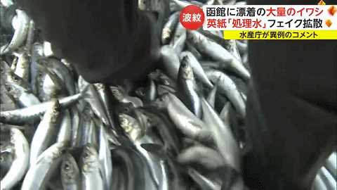 日本又曝千吨“死鱼尸潮”涌向海岸，英媒称与核污水有关，日本人破大防：假新闻（组图） - 5