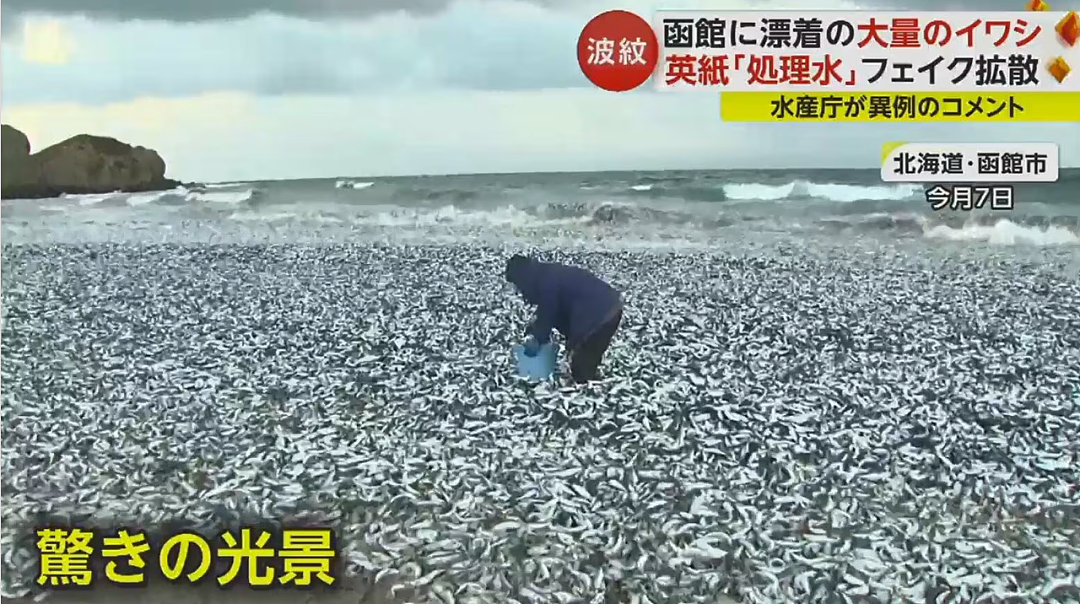 日本又曝千吨“死鱼尸潮”涌向海岸，英媒称与核污水有关，日本人破大防：假新闻（组图） - 1