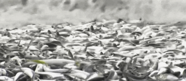 日本千吨死鱼涌向海岸，外媒怒骂核废水污染？日本人大破防竟现场捡鱼吃！（组图） - 8