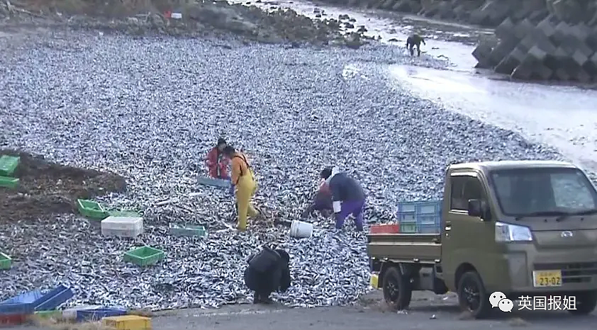 日本千吨死鱼涌向海岸，外媒怒骂核废水污染？日本人大破防竟现场捡鱼吃！（组图） - 21